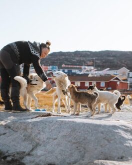 Meet sled dogs