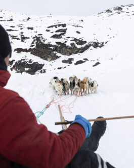 Dog sledding 2 hours